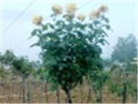 e87f34a0-zuta ruza.jpg